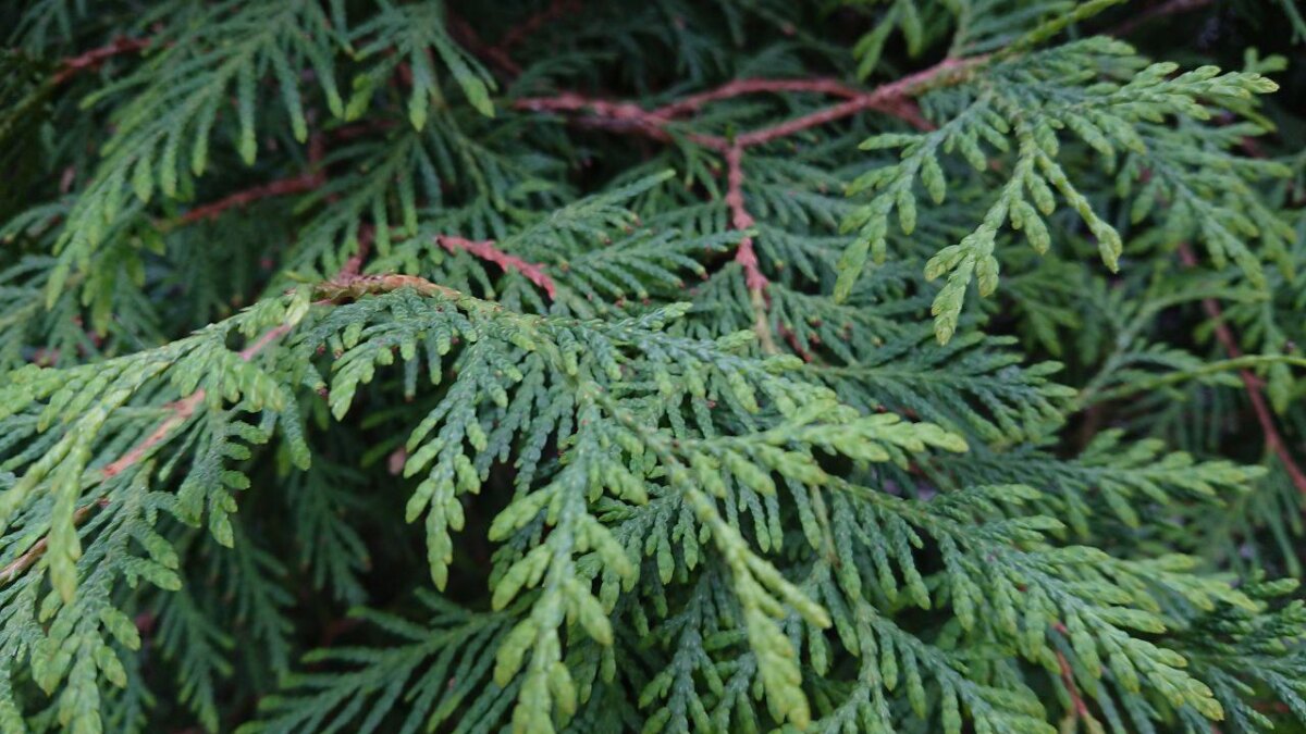 photo 2017 06 16 11 42 40