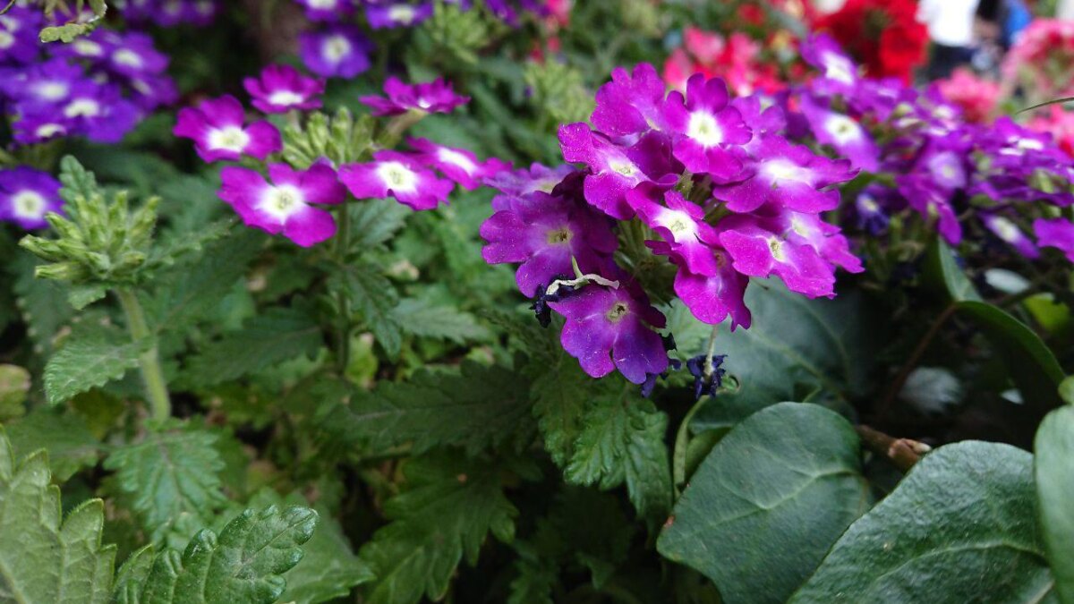 photo 2017 06 16 11 42 58