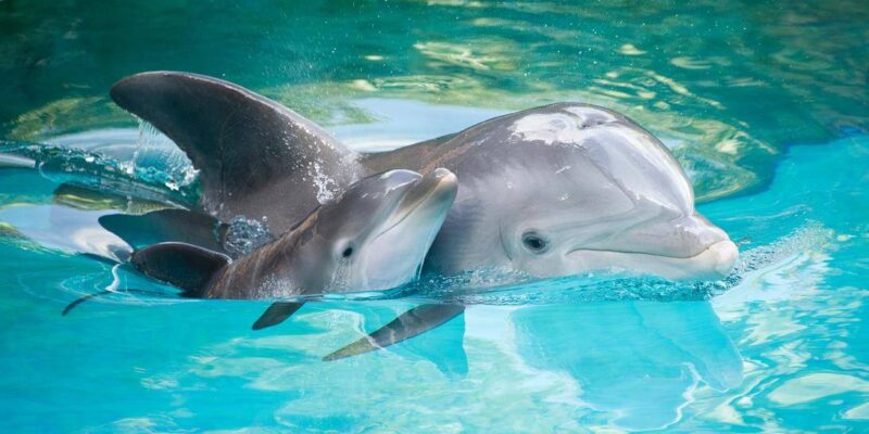 Натали Портман озвучит документальный фильм о дельфинах для стримингового сервиса Disney+ (delfin i delfinenok foto)