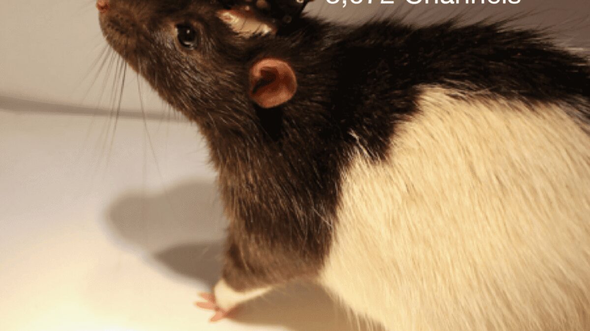 Классическая мышь с устройством Neuralink на голове