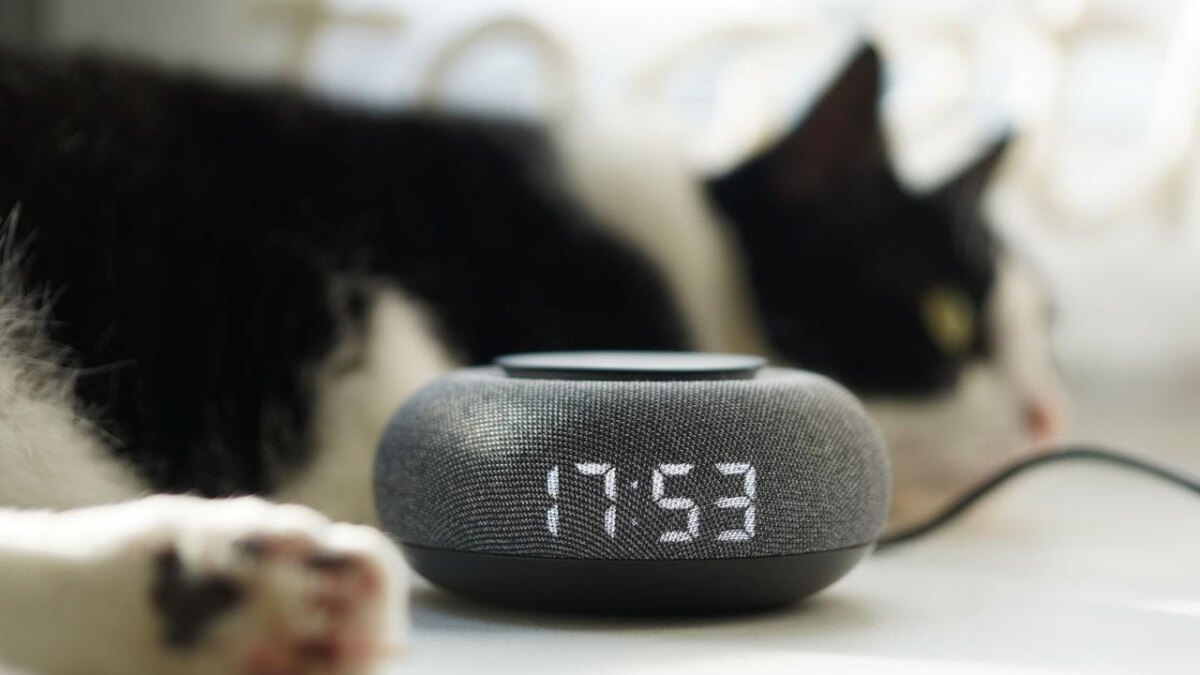 Маруся расскажет, как помочь бездомным животным 3 marusya i rej