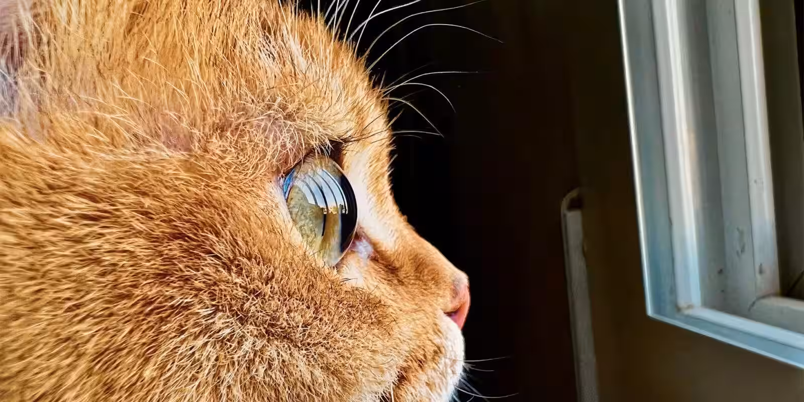 Apple Shot on iphone macro challenge Cat big.jpg.large 2x