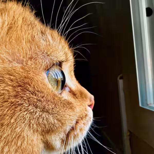 Apple Shot on iphone macro challenge Cat big.jpg.large 2x