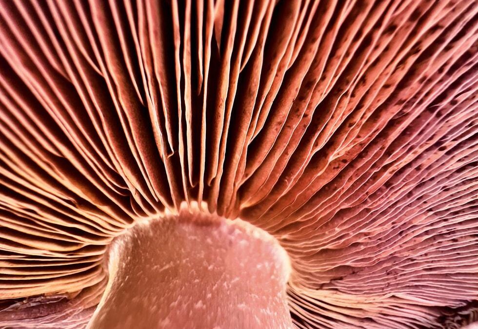 Apple Shot on iphone macro challenge Mushroom big.jpg.large