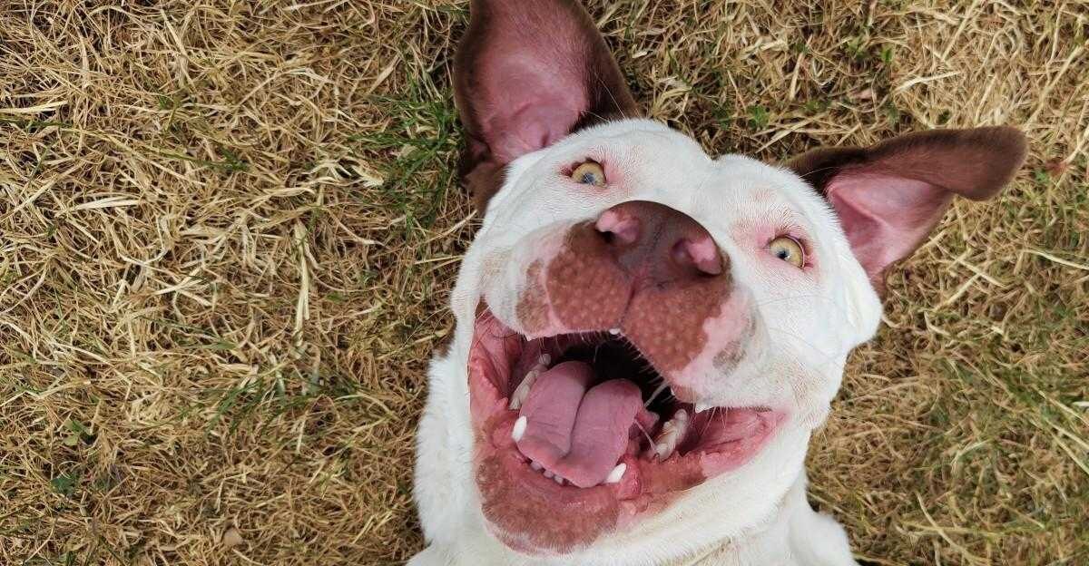 Nothing Phone (1): раскрыты характеристики камеры 15 Nothing Phone (1)