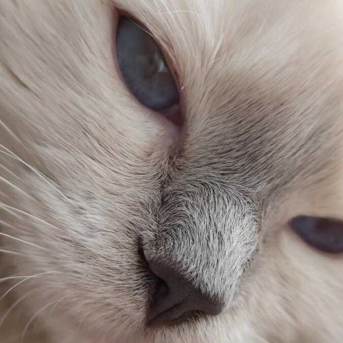 Nothing Phone (1): раскрыты характеристики камеры 9 Nothing Phone (1)