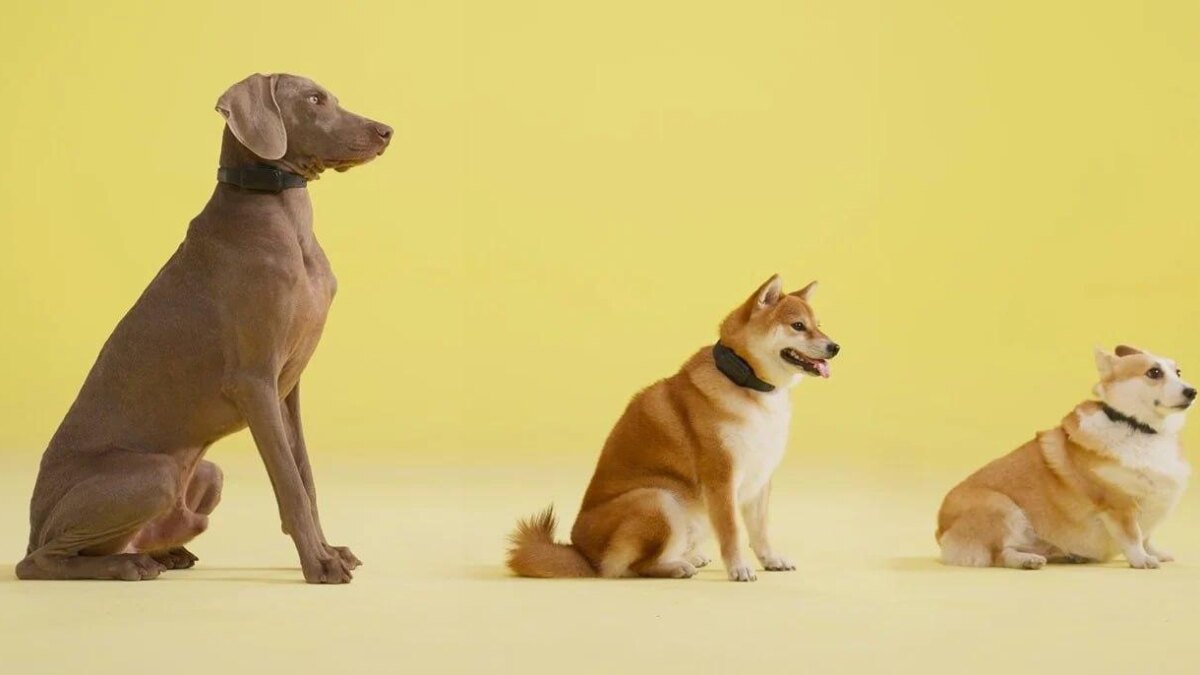 Три собаки в ряд с умными ошейниками HushPuppy на светлом фоне