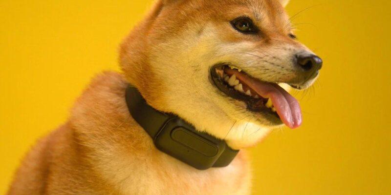 Представлен умный ошейник для собак — HushPuppy (photo 2023 11 16 19 09 24)