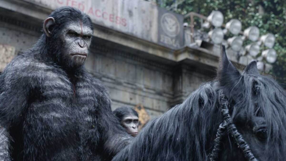 Группа горилл, одна из которых наездник на черной лошади