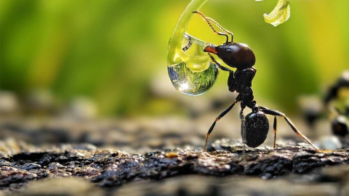 Дизайн складного vivo X Fold 3 подтвержден производителем 11 scale 1200 9 4