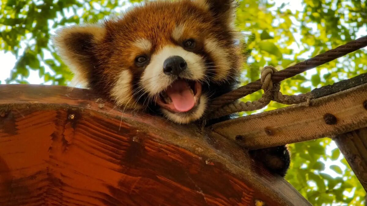 Oppo Find X8 Pro станет первым смартфоном с двойной перископической телекамерой 9 find x8 pro camera 6