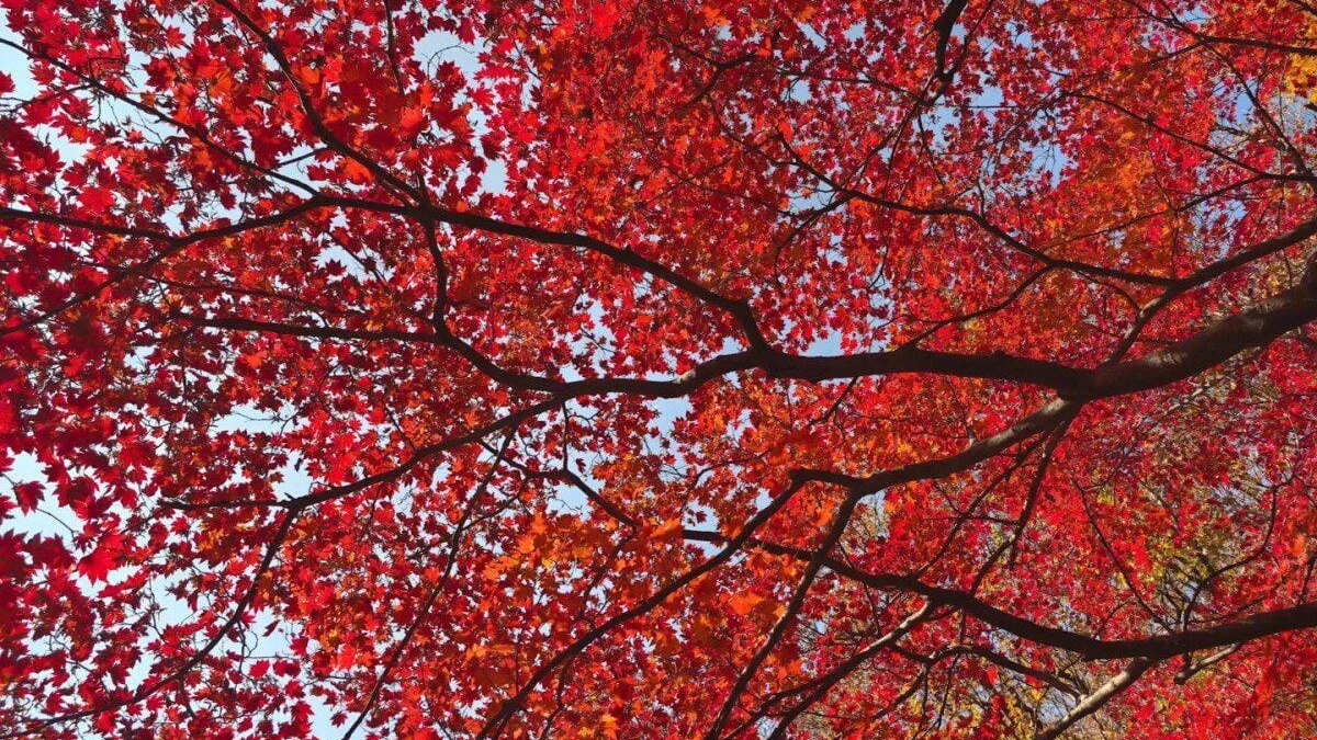 MSI представляет игровой монитор MPG 491CQPX QD-OLED: 49-дюймовый изогнутый экран с DualQHD и частотой 240 Гц 4 MSI