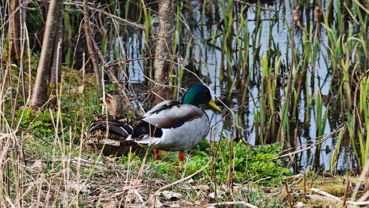 xiaomi 15 ultra 10x duck