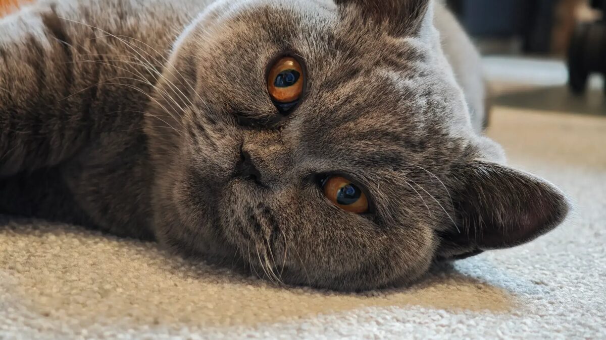 xiaomi 15 ultra 3x cat