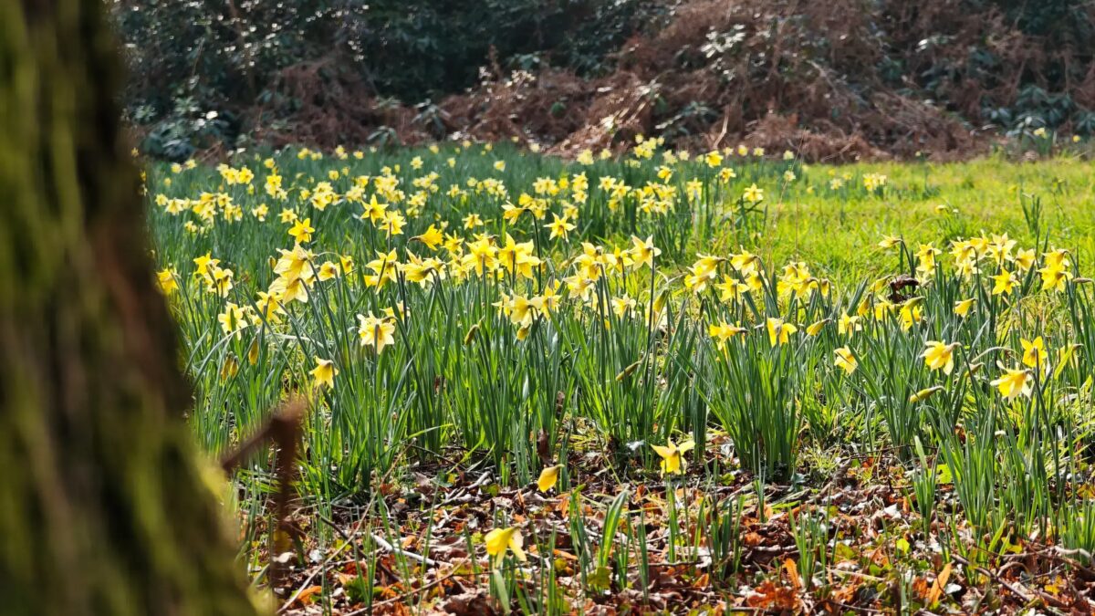 xiaomi 15 ultra 5x daffs