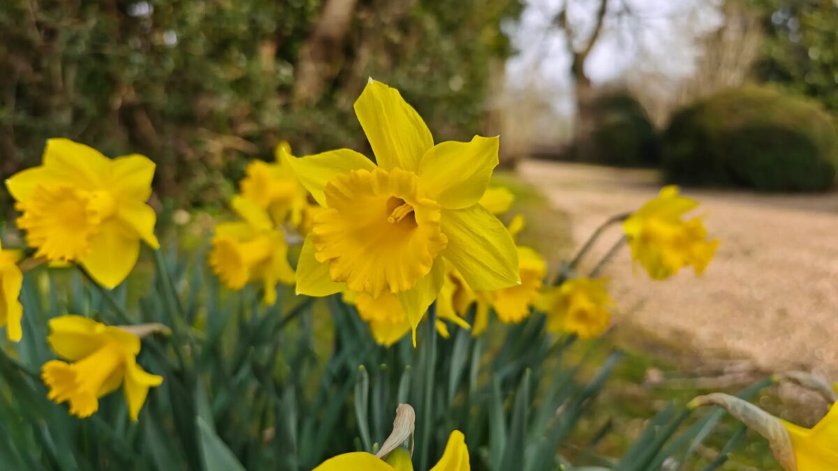 xiaomi 15 ultra daff