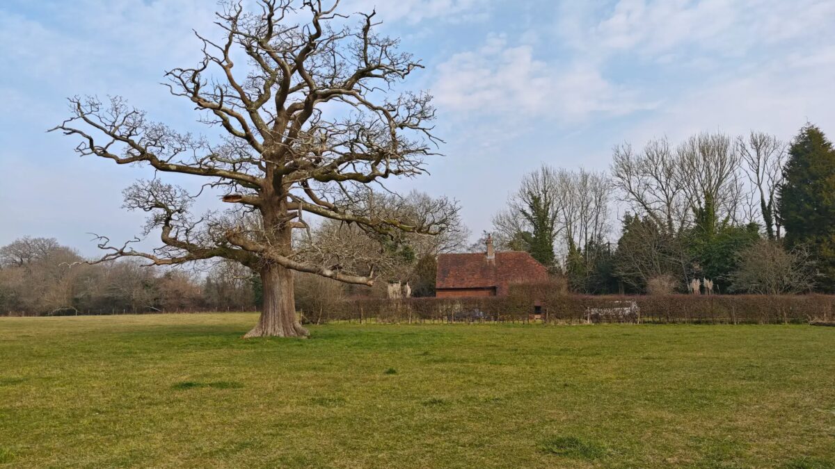 xiaomi 15 ultra tree