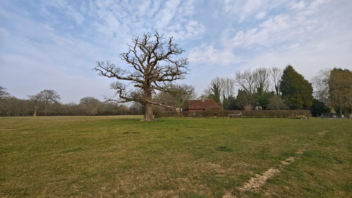 xiaomi 15 ultra wide tree