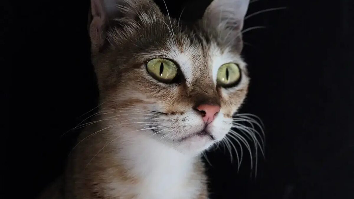 Котенок с зелёными глазами и короткой шерстью смотрит в сторону