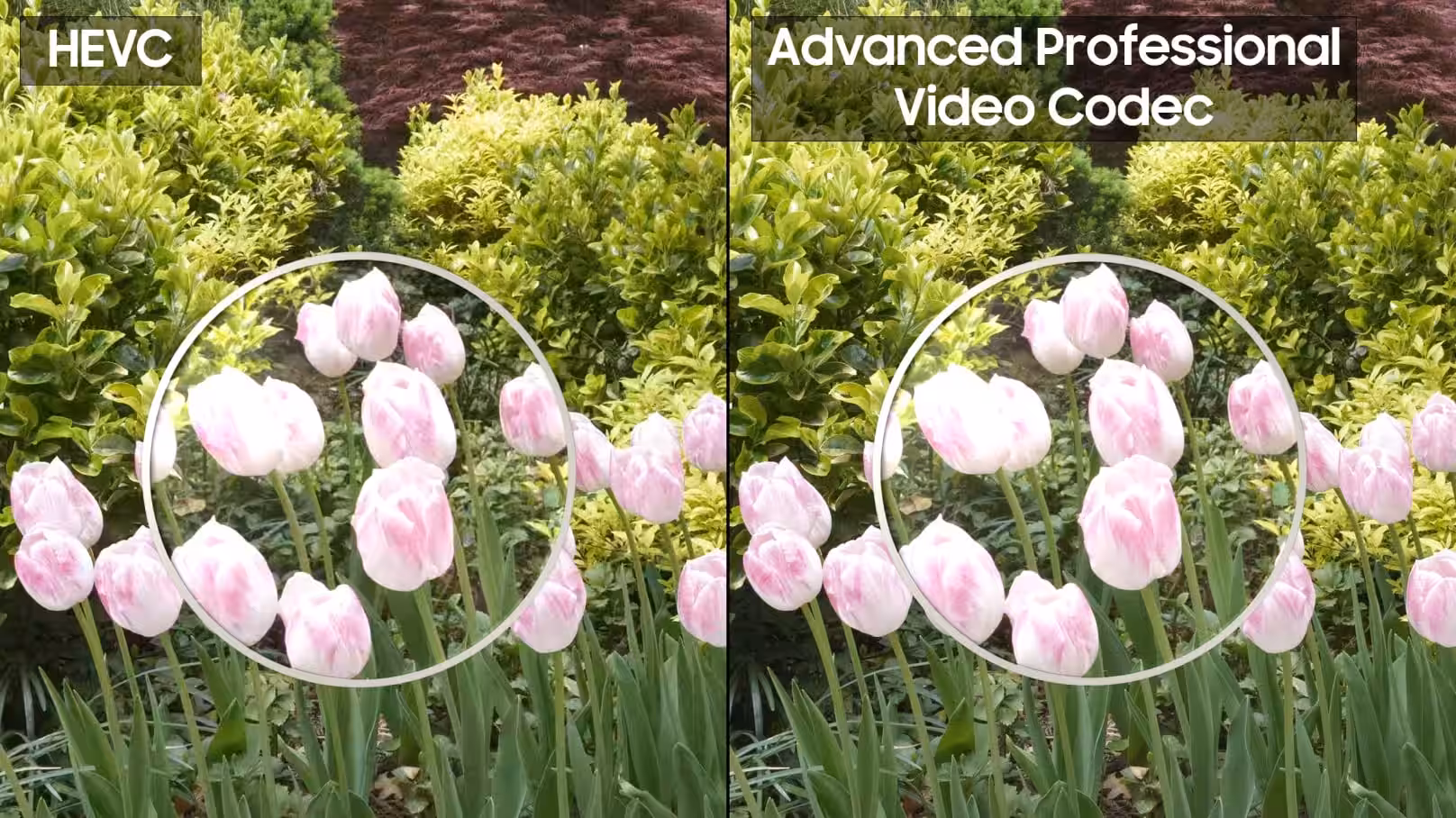 samsung apv codec vs hevc storage efficiency quality comparison