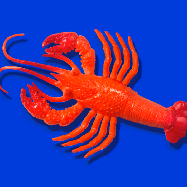 Редкий красный лобстер и его клешни, крупным планом